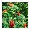 Sorbus aucuparia | Rowan Tree 2 Sorbus aucuparia | Rowan Tree -Ornamental Trees Shop PL9239066 main image e4c7