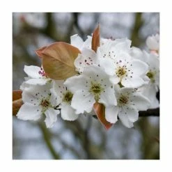 5ft Pear pyrifolia 'Nijisseiki' | 20th Century Asian Pear Tree | 9L Pot -Ornamental Trees Shop PL9239070 add image 1 7580