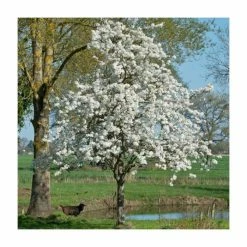 5ft Pear pyrifolia 'Nijisseiki' | 20th Century Asian Pear Tree | 9L Pot