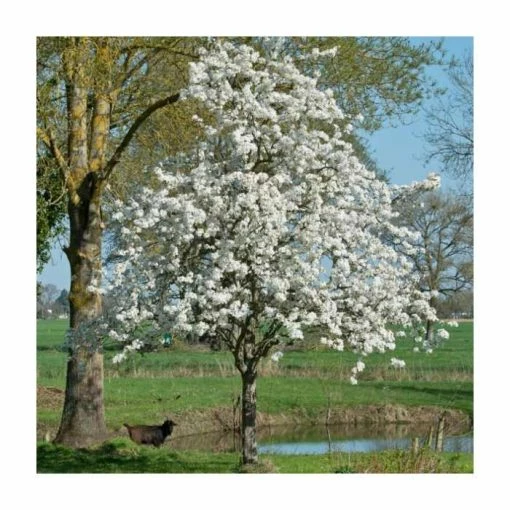 5ft Pear pyrifolia 'Nijisseiki' | 20th Century Asian Pear Tree | 9L Pot 1 5ft Pear pyrifolia 'Nijisseiki' | 20th Century Asian Pear Tree | 9L Pot -Ornamental Trees Shop PL9239070 main image 068b