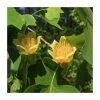 Liriodendron tulipifera 'Fastigiata' | Columnar Tulip Tree | 9L Pot | 120-150cm -Ornamental Trees Shop PL9239071 main image eeab