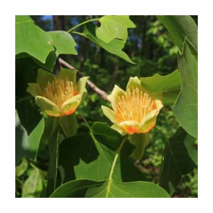 Liriodendron tulipifera 'Fastigiata' | Columnar Tulip Tree | 9L Pot | 120-150cm 3 Liriodendron tulipifera 'Fastigiata' | Columnar Tulip Tree | 9L Pot | 120-150cm