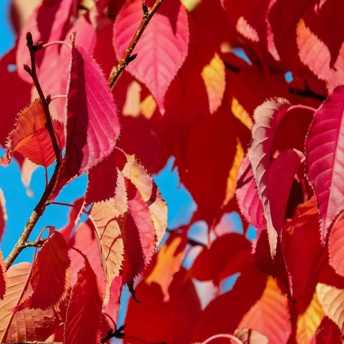 Prunus 'Kiku-shidare-zakura' | Weeping Cherry Blossom Tree | 10L Pot | 180-200cm 8 Prunus 'Kiku-shidare-zakura' | Weeping Cherry Blossom Tree | 10L Pot | 180-200cm - Image 6