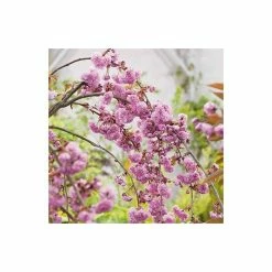 Prunus 'Kiku-shidare-zakura' | Weeping Cherry Blossom Tree | 10L Pot | 180-200cm 16 Prunus 'Kiku-shidare-zakura' | Weeping Cherry Blossom Tree | 10L Pot | 180-200cm -Ornamental Trees Shop PL925220 add image 5 83a2