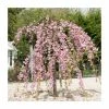Prunus 'Kiku-shidare-zakura' | Weeping Cherry Blossom Tree | 10L Pot | 180-200cm -Ornamental Trees Shop PL925220 main image 2120