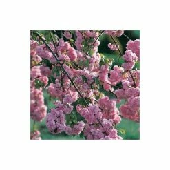 Prunus 'Kiku-shidare-zakura' | Weeping Cherry Blossom Tree | 10L Pot | 180-200cm 11 Prunus 'Kiku-shidare-zakura' | Weeping Cherry Blossom Tree | 10L Pot | 180-200cm -Ornamental Trees Shop PL925220 rollover image 0b1e