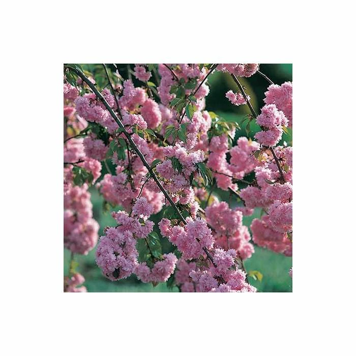 Prunus 'Kiku-shidare-zakura' | Weeping Cherry Blossom Tree | 10L Pot | 180-200cm 4 Prunus 'Kiku-shidare-zakura' | Weeping Cherry Blossom Tree | 10L Pot | 180-200cm - Image 2