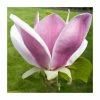 Magnolia 'Cameo' | 15L Pot | 200-240cm Full Standard -Ornamental Trees Shop PL925674 main image 9240