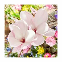 Magnolia 'Pink Beauty' | 15L Pot | 200-240cm Full Standard -Ornamental Trees Shop PL925675 add image 1 d5ee