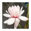 Magnolia 'Pink Beauty' | 15L Pot | 200-240cm Full Standard 2 Magnolia 'Pink Beauty' | 15L Pot | 200-240cm Full Standard -Ornamental Trees Shop PL925675 main image 5a93