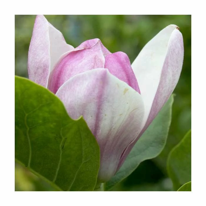 Magnolia 'Satisfaction' | 15L Pot | 200-240cm Full Standard 4 Magnolia 'Satisfaction' | 15L Pot | 200-240cm Full Standard - Image 2