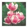 Magnolia 'Satisfaction' | 15L Pot | 200-240cm Full Standard -Ornamental Trees Shop PL925677 main image 197b