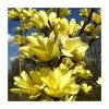 Magnolia 'Sunspire' | 7L Pot | 100-120cm Half Standard -Ornamental Trees Shop PL925678 main image cd89