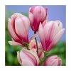 Magnolia 'Red Lucky' | 7L Pot | 100-120cm Half Standard -Ornamental Trees Shop PL925679 main image 5276