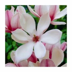 Magnolia 'Red Lucky' | 7L Pot | 100-120cm Half Standard -Ornamental Trees Shop PL925679 rollover image 20d6