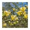 Magnolia 'Yellow Bird' | 7L Pot | 100-120cm Half Standard -Ornamental Trees Shop PL925680 main image 8956