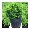 Picea glauca var. albertiana 'Alberta Globe' | 1L Pot -Ornamental Trees Shop PL9726 main image 4738