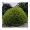 Platycladus orientalis 'Aurea Nana' | 1L Pot -Ornamental Trees Shop PL9729 main image c43e