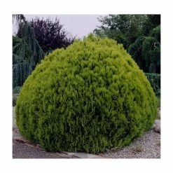 Platycladus orientalis 'Aurea Nana' | 1L Pot