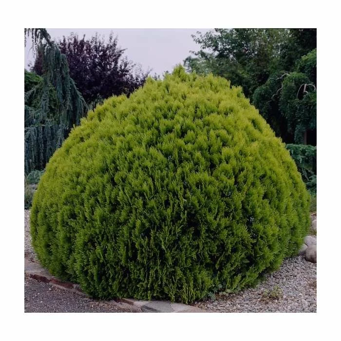 Platycladus orientalis 'Aurea Nana' | 1L Pot 3 Platycladus orientalis 'Aurea Nana' | 1L Pot