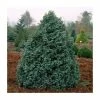 Chamaecyparis pisifera 'Boulevard' | 1L Pot -Ornamental Trees Shop PL9732 main image 695a