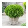 Thuja occidentalis 'Danica' | 1L Pot -Ornamental Trees Shop PL9734 main image 563f