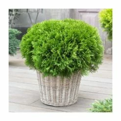 Ornamental Trees Shop 18 Thuja occidentalis 'Danica' | 1L Pot