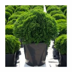 Ornamental Trees Shop -Ornamental Trees Shop PL9734 rollover image 189a