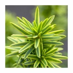 Taxus baccata 'David' | 1L Pot