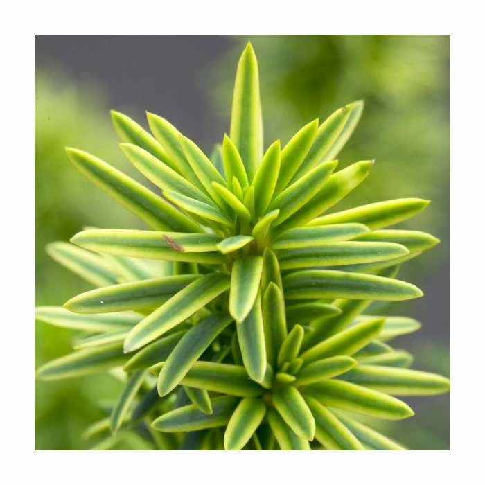 Taxus baccata 'David' | 1L Pot 3 Taxus baccata 'David' | 1L Pot