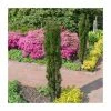 Taxus baccata 'Fastigiata Robusta' | 1L Pot -Ornamental Trees Shop PL9740 main image 392c