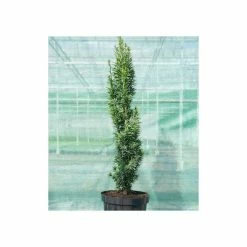 Ornamental Trees Shop -Ornamental Trees Shop PL9740 rollover image 5e69