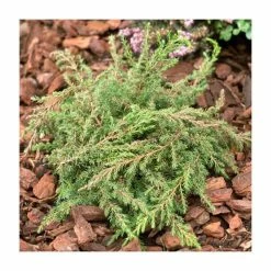 Juniperus communis 'Green Carpet' | 1L Pot