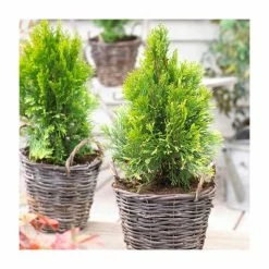 Thuja occidentalis 'Golden Smaragd' | 1L Pot