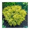 Juniperus horizontalis 'Limeglow' | 1L Pot -Ornamental Trees Shop PL9749 main image a994