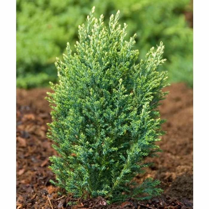 Chamaecyparis lawsoniana 'Snow White' | 1L Pot 3 Chamaecyparis lawsoniana 'Snow White' | 1L Pot
