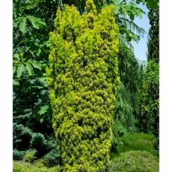 Taxus baccata 'Standishii' | 5L Pot