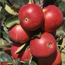 4ft 'Scrumptious™ Patio Apple Tree | M27 Dwarfing Rootstock | 11.5L Pot | By Frank P Matthews™