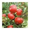 4ft 'Discovery' Patio Dessert Apple Tree | M27 Dwarfing Rootstock | 11.5L Pot | By Frank P Matthews™ 2 4ft 'Discovery' Patio Dessert Apple Tree | M27 Dwarfing Rootstock | 11.5L Pot | By Frank P Matthews™ -Ornamental Trees Shop TR004611 5L main image 58bf