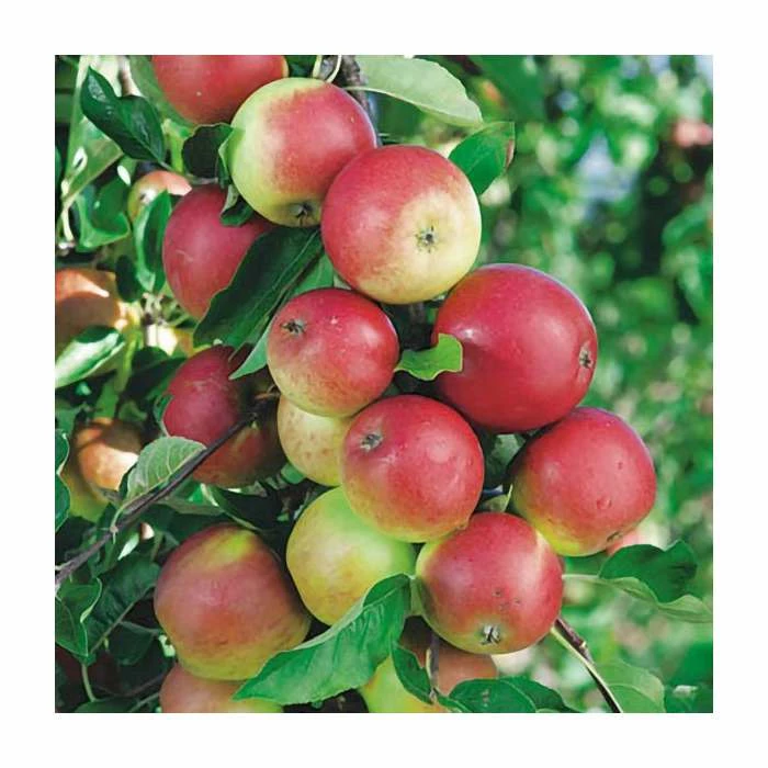 4ft 'Discovery' Patio Dessert Apple Tree | M27 Dwarfing Rootstock | 11.5L Pot | By Frank P Matthews™ 4 4ft 'Discovery' Patio Dessert Apple Tree | M27 Dwarfing Rootstock | 11.5L Pot | By Frank P Matthews™ - Image 2