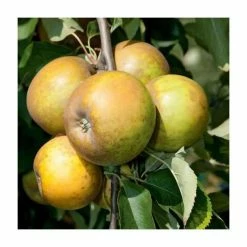 4ft 'Egremont Russet Patio Apple Tree | M27 Dwarfing Rootstock | 11.5L Pot | By Frank P Matthews™ 9 4ft 'Egremont Russet Patio Apple Tree | M27 Dwarfing Rootstock | 11.5L Pot | By Frank P Matthews™ -Ornamental Trees Shop TR004711 5L add image 1 b395