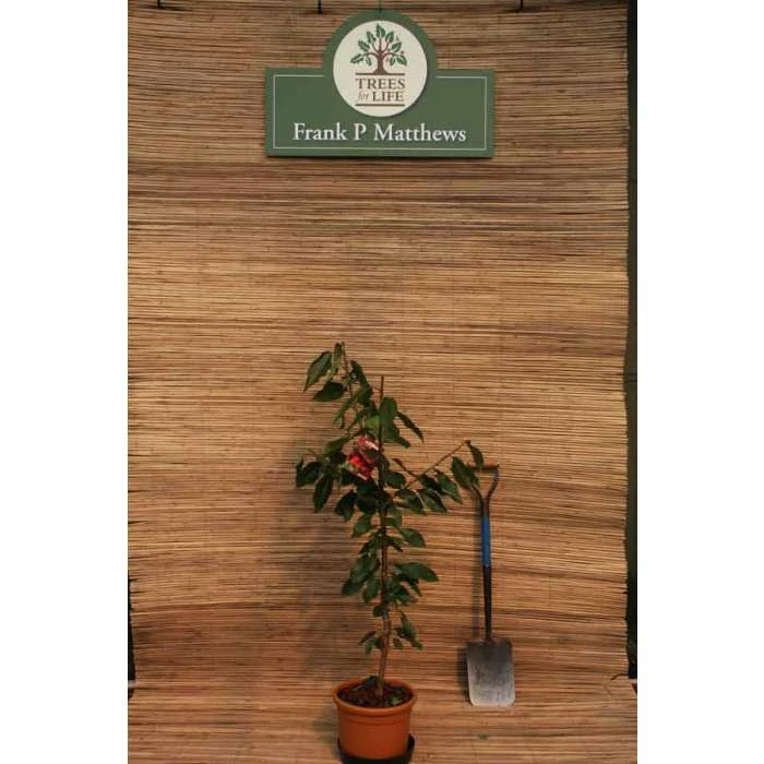 4ft 'Stella' Patio Cherry Tree | Gisela 5 Semi Dwarfing Rootstock | 11.5L Pot | By Frank P Matthews™ 4 4ft 'Stella' Patio Cherry Tree | Gisela 5 Semi Dwarfing Rootstock | 11.5L Pot | By Frank P Matthews™ - Image 2