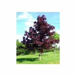 Acer platanoides 'Crimson King' | Norway Maple Tree -Ornamental Trees Shop TR0130 add image 1 1726