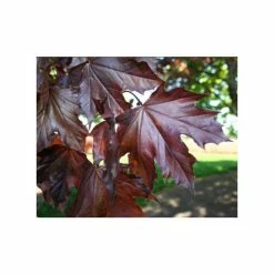 Acer platanoides 'Crimson King' | Norway Maple Tree -Ornamental Trees Shop TR0130 add image 2 0252