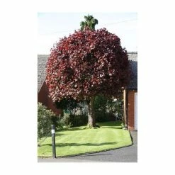 Acer platanoides 'Crimson King' | Norway Maple Tree -Ornamental Trees Shop TR0130 add image 3 4da0