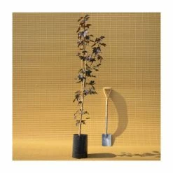 Acer platanoides 'Crimson King' | Norway Maple Tree -Ornamental Trees Shop TR0130 add image 4 a1c8