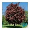 Acer platanoides 'Crimson King' | Norway Maple Tree -Ornamental Trees Shop TR0130 main image 2205