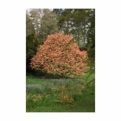 Acer platanoides 'Drummondii' | Silver Variegated Norway Maple Tree | 12L Pot | 120-150cm -Ornamental Trees Shop TR013112L add image 2 6600