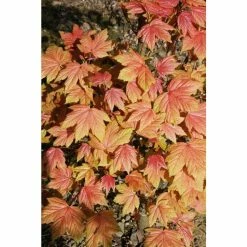 Acer platanoides 'Drummondii' | Silver Variegated Norway Maple Tree | 12L Pot | 120-150cm -Ornamental Trees Shop TR013112L add image 4 e14d