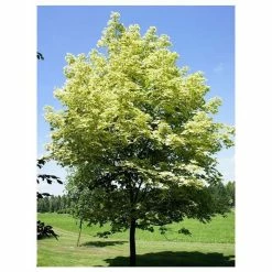 Acer platanoides 'Drummondii' |Norway Maple Tree -Ornamental Trees Shop TR0131 add image 1 77c9